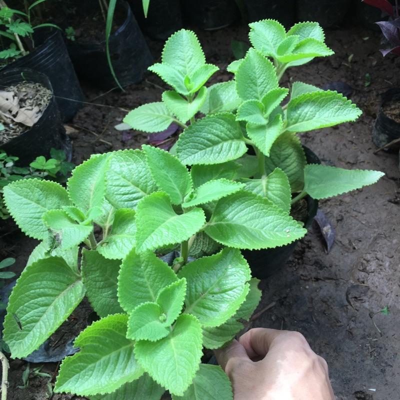 CÂY HÚNG CHANH - CÂY GIA VỊ HƯƠNG THƠM
