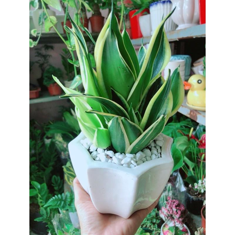 Chậu Lưỡi Hổ Thái Xanh