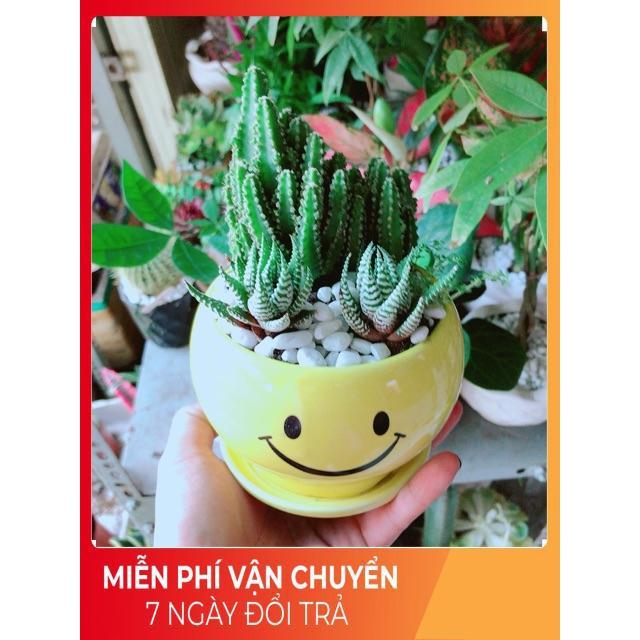 Chậu Xương Rồng Thanh Sơn + Móng Rồng