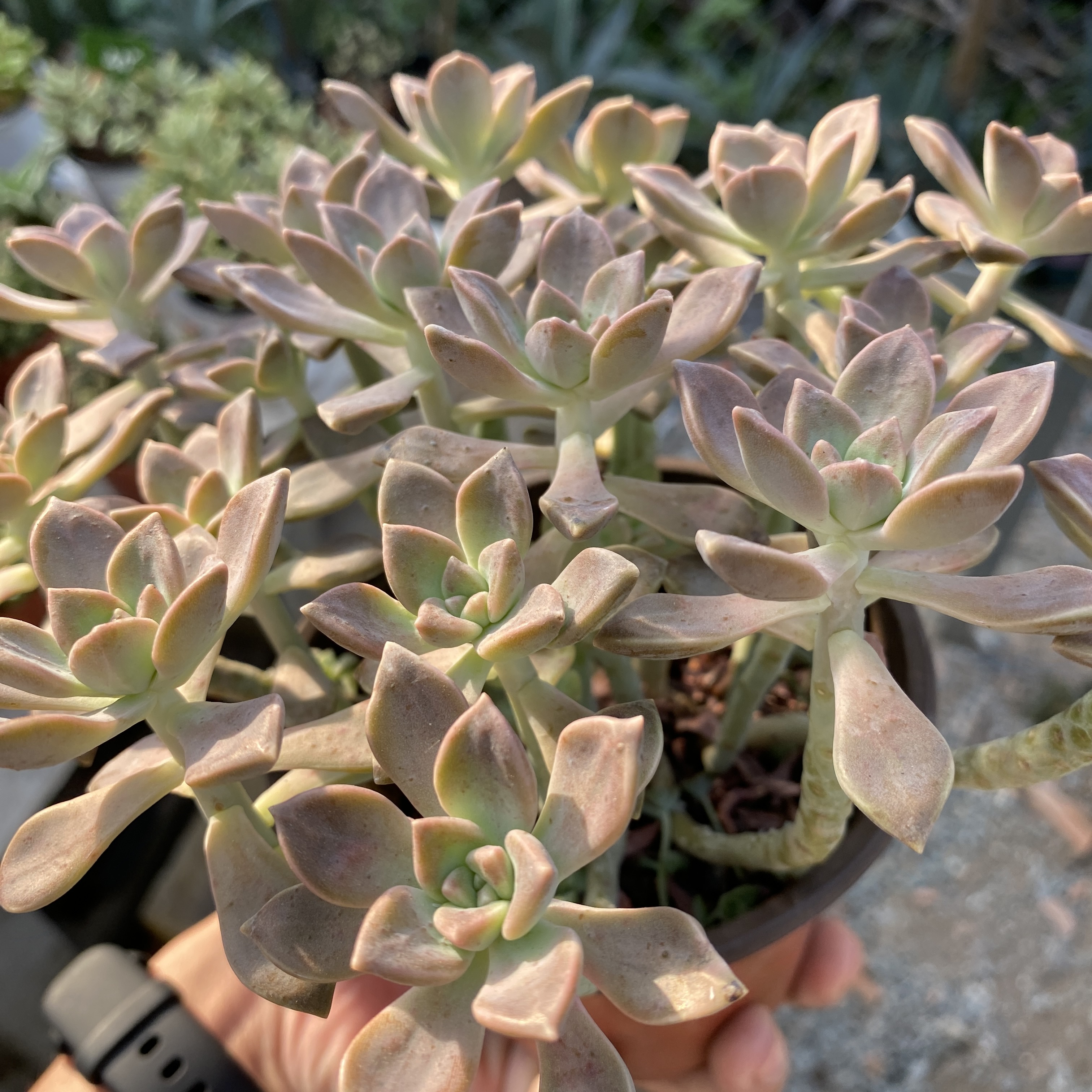 Sen đá nâu kèm chậu treo - 25cm