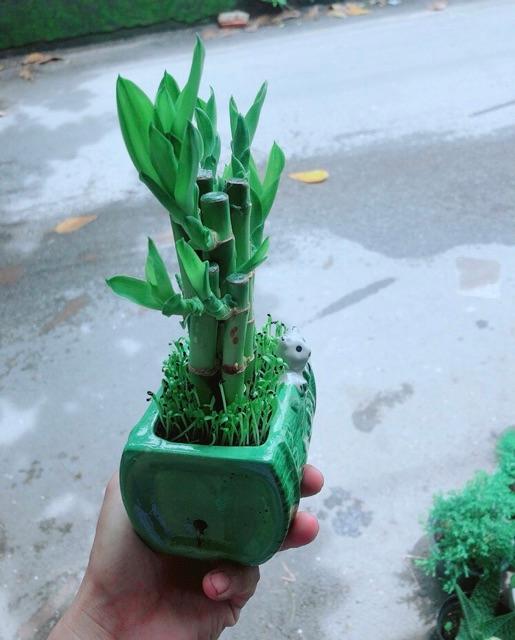 Chậu Trúc Phát Tài