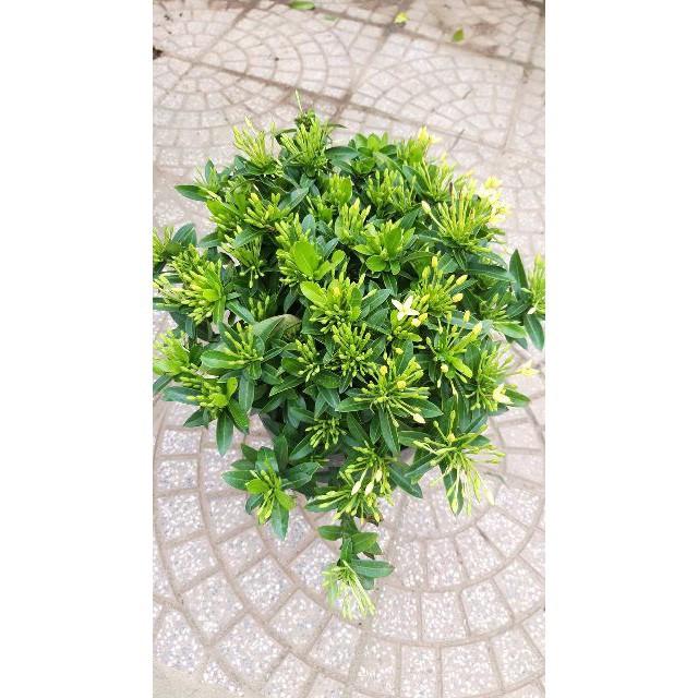 Mẫu đơn lá nhỏ