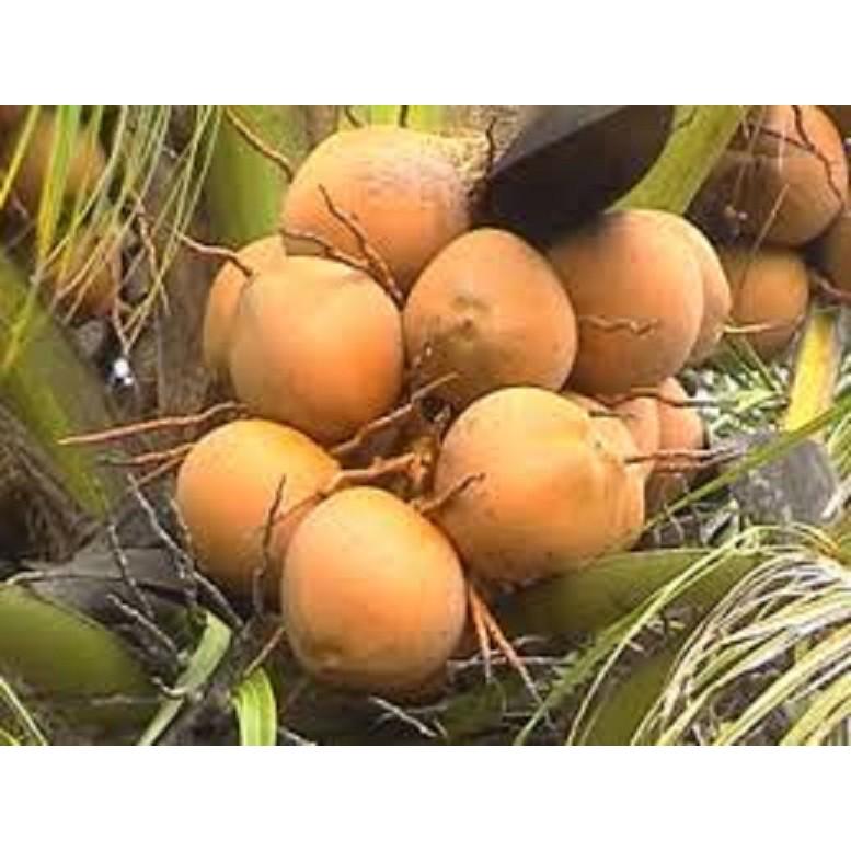 CÂY GIỐNG DỪA XIÊM LÙN ĐỎ BẾN TRE SIÊU QUẢ, NĂNG SUẤT CAO CHUẨN F1 -
