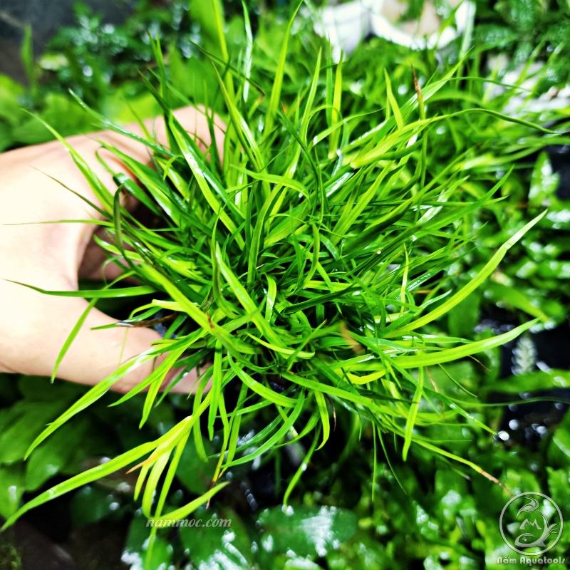 Cỏ Bắp Mỹ Thuỷ Sinh | Cây Thuỷ Sinh Trung và Hậu Cảnh