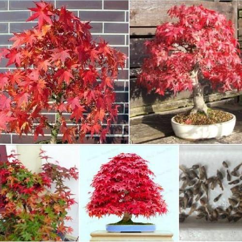 Hạt giống cây phong lá đỏ - 1 gói 10 hạt/Kèm 1 gói kích thích hạt nảy mầm