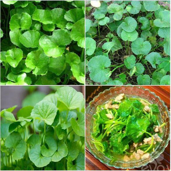 Combo 6 gói hạt giống rau các loại - tặng 1 phân bón