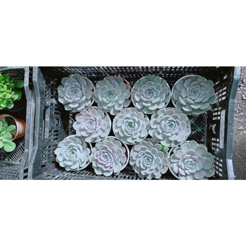 Sen Đá Size Lớn 60k/cây