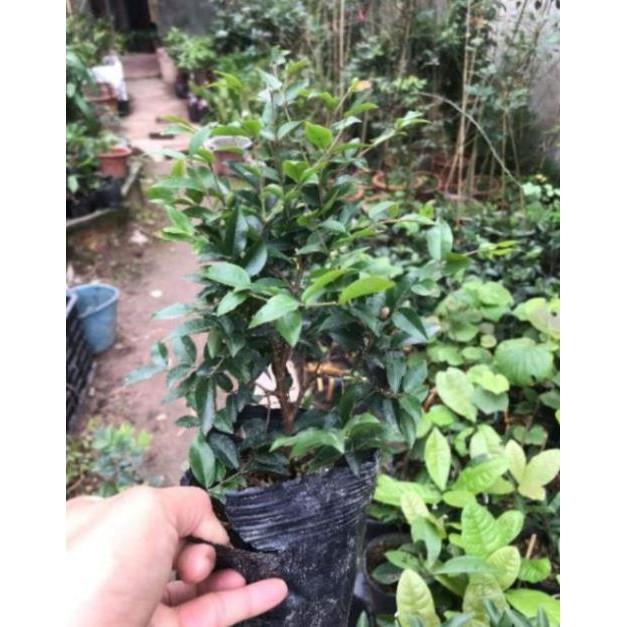 Nho Thân Gỗ Tứ Quý