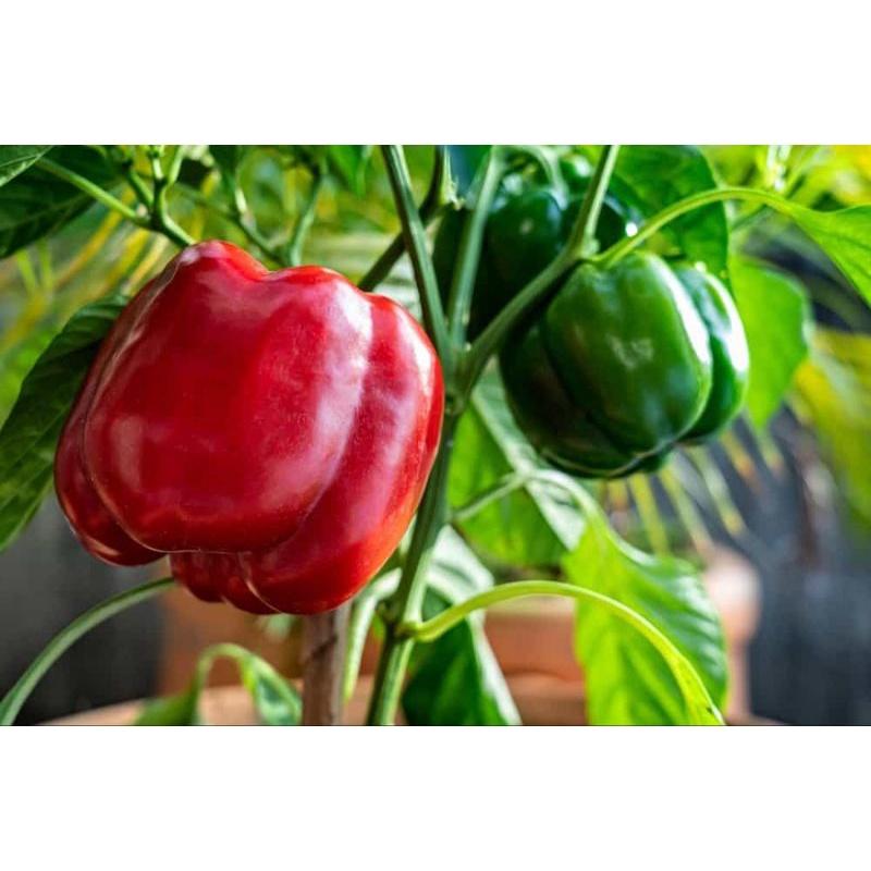 Hạt giống Ớt Chuông Ngọt lùn cơm dày