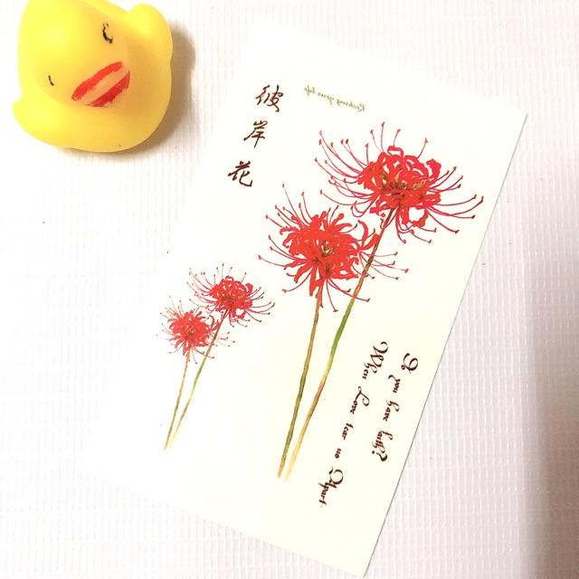 Hình xăm dán hoa bỉ ngạn và chữ 10x6cm