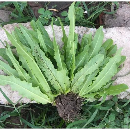 Hạt giống xà lách lá nhọn Rado, đóng gói 10gr
