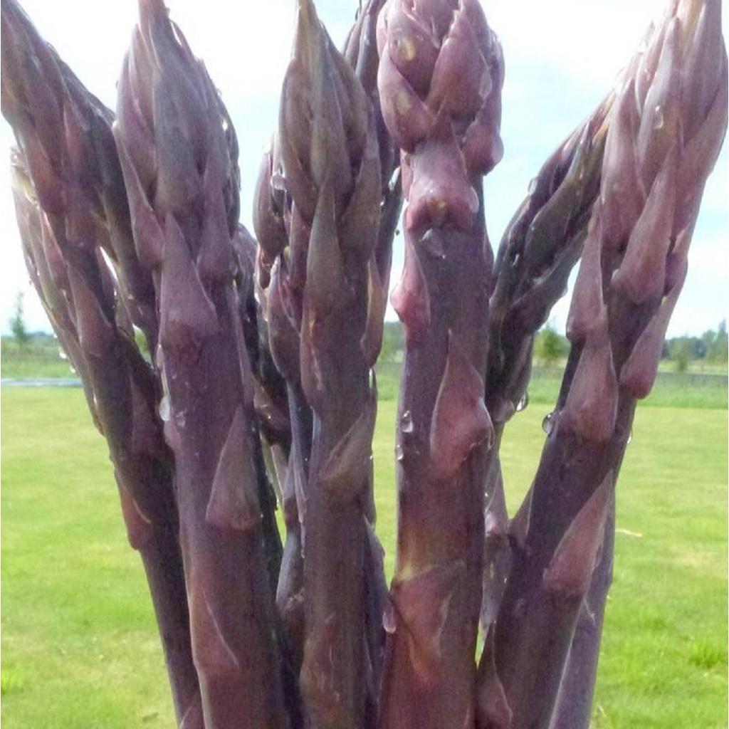 HẠT GIỐNG MĂNG TÂY TÍM GÓI 100 HẠT -  SINH TRƯỞNG VÀ PHÁT TRIỂN TỐT