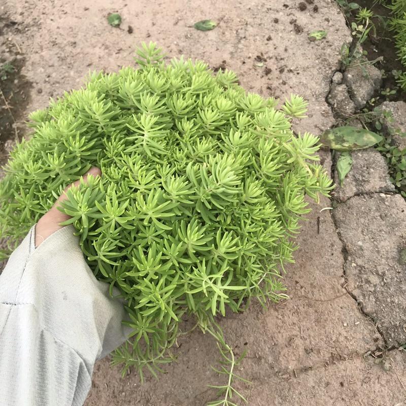 Cây sao băng trồng trong bịch đen