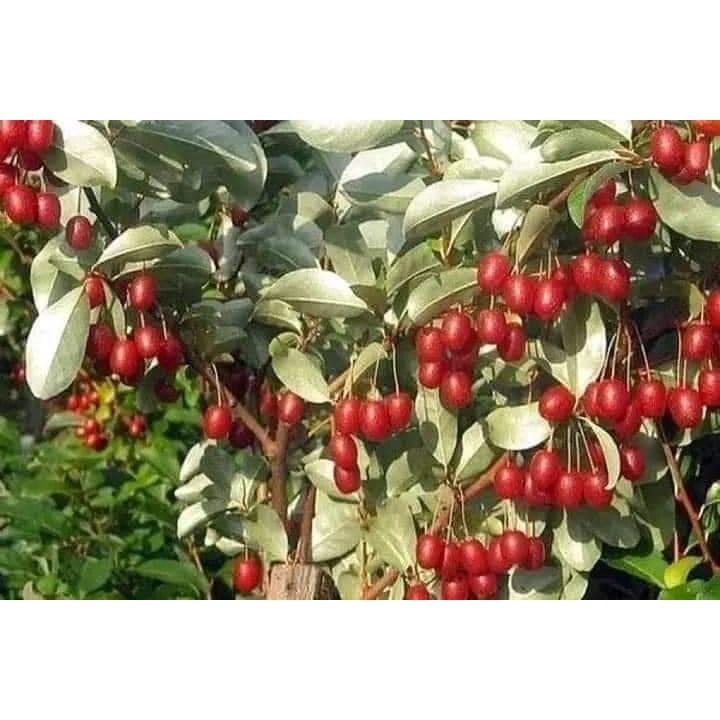 CÂY GIỐNG NHÓT NGỌT CHERRY RA TRÁI SIÊU SỚM