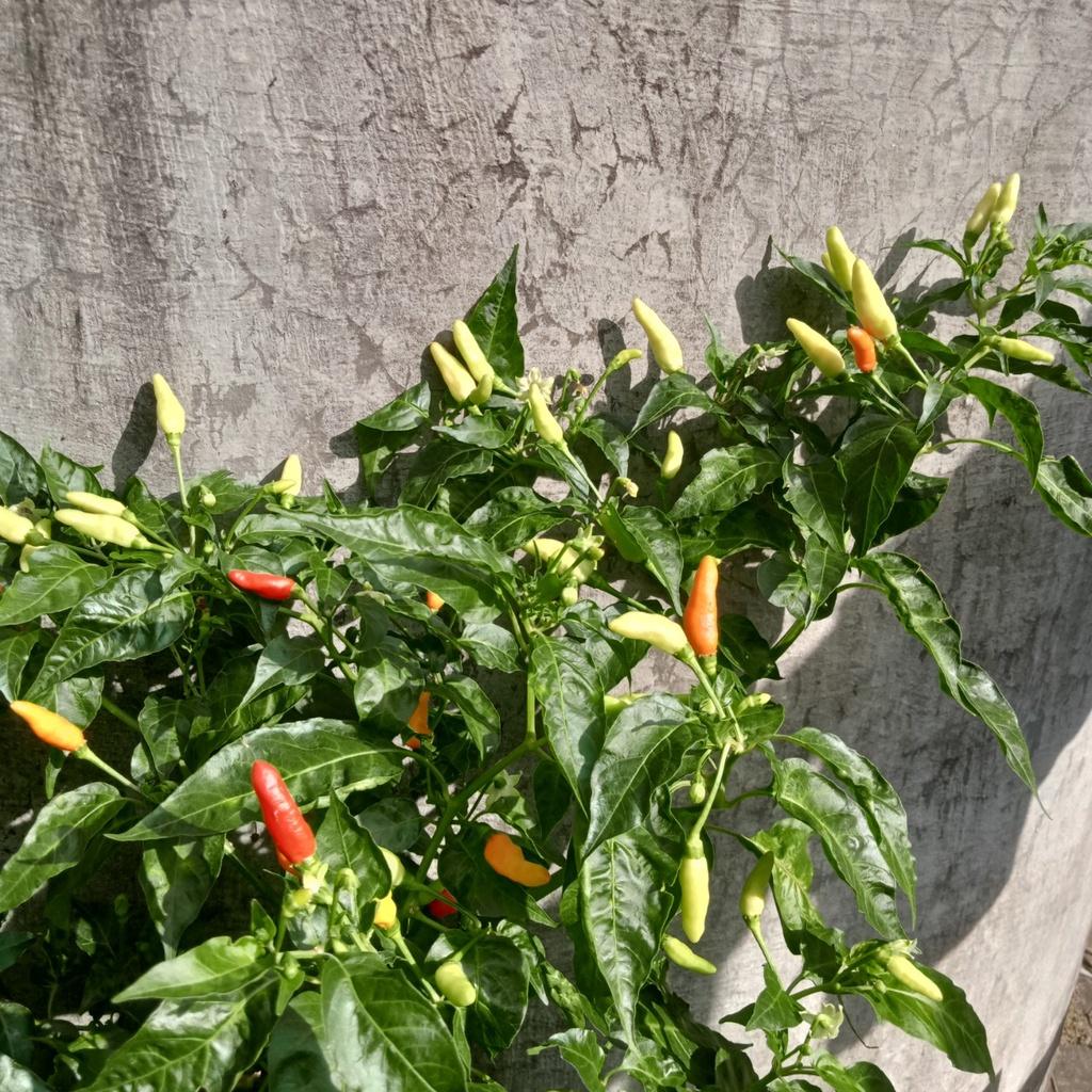 20 Hạt Giống Ớt Xiêm Trắng