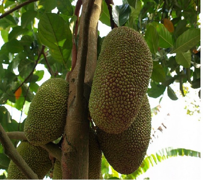 Mít không hạt khổng lồ dòng F1