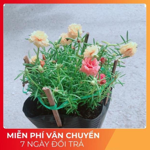 Hoa Mười Giờ