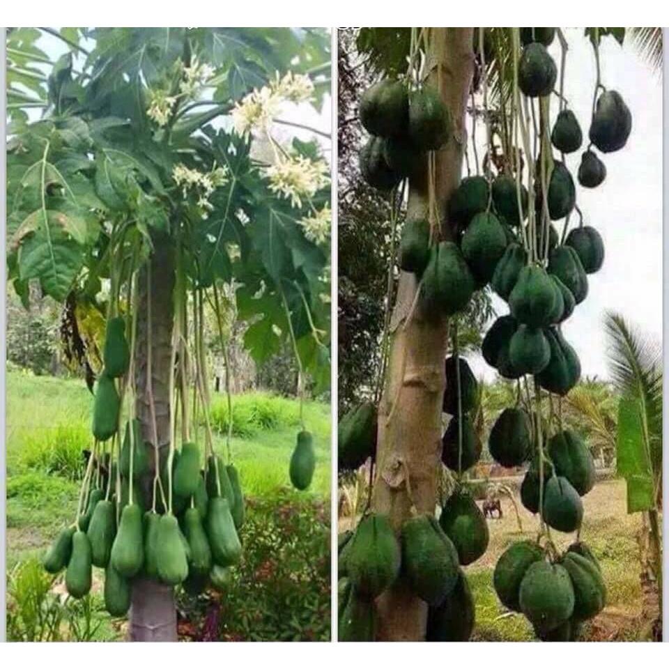 Cây đu đủ đực giống