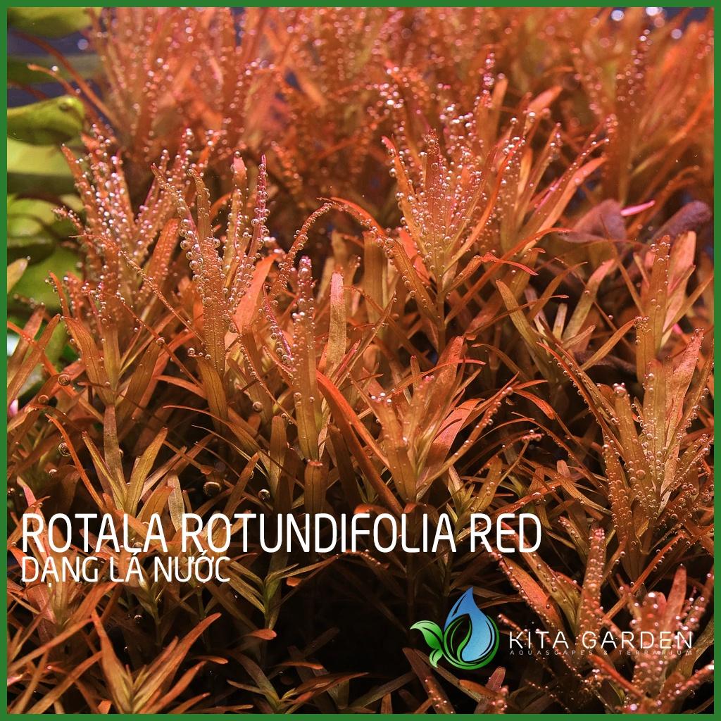 Rotala đỏ - Rotala rotundifolia red - Cây Thủy Sinh Dễ Trồng - Cây Dạng Cạn