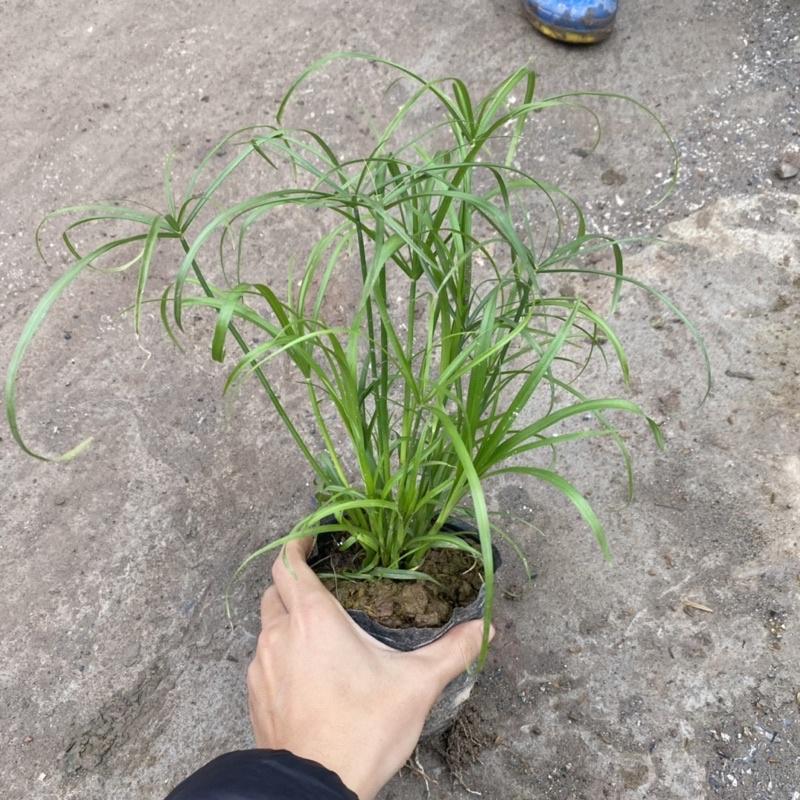 Cây thuỷ trúc trồng bịch đen trang trí sân vườn hồ cá