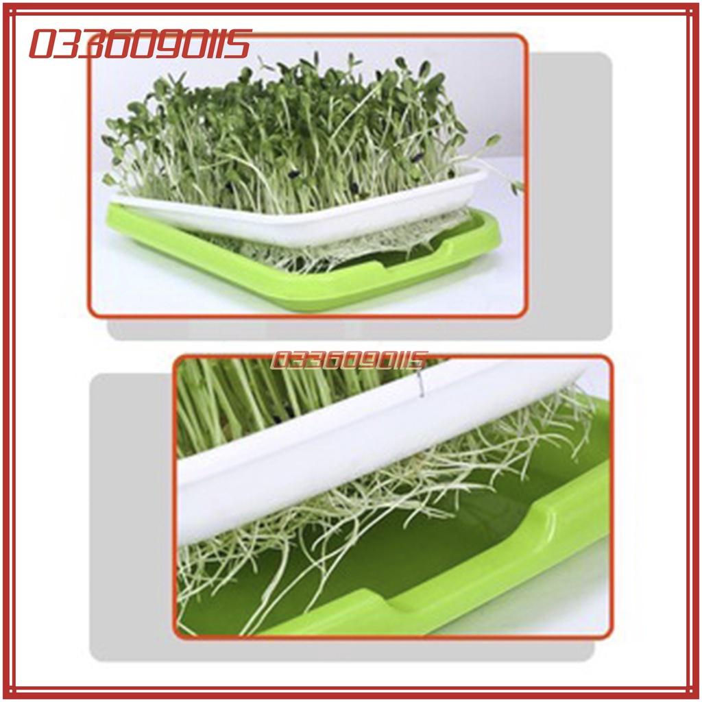 3 gói 50g Hạt rau mầm rau cải ngọt đỏ - Hạt chất lượng tuyển chọn loại 1