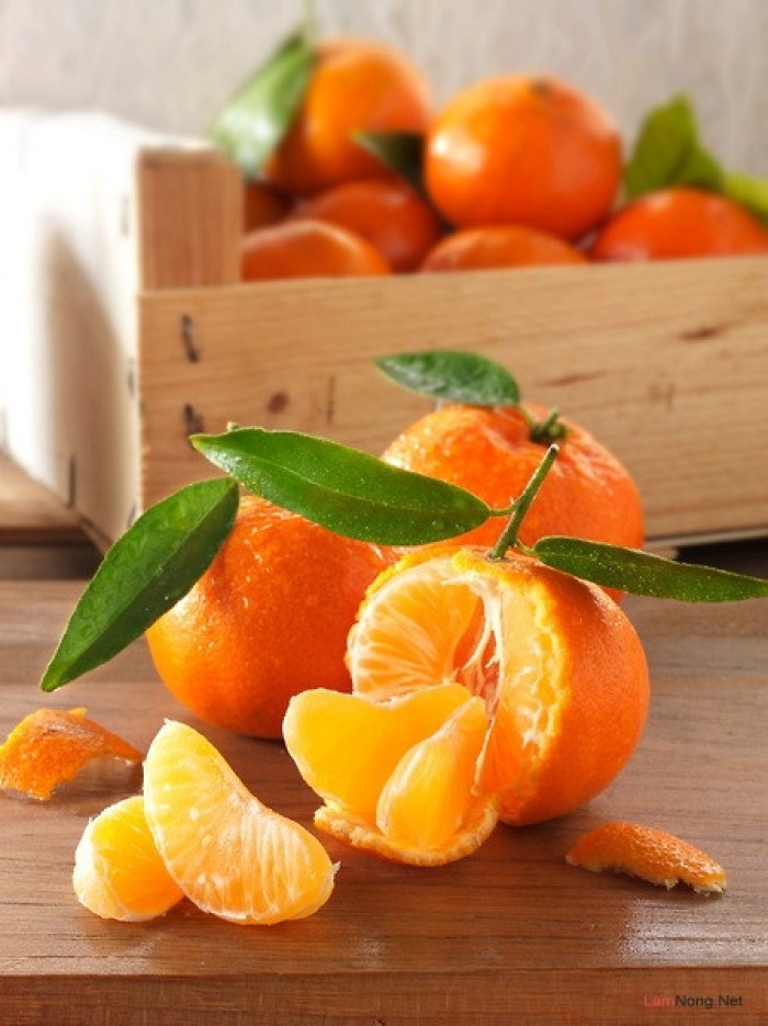 CÂY GIỐNG QUÝT ĐƯỜNG THÁI LAN KHÔNG HẠT .