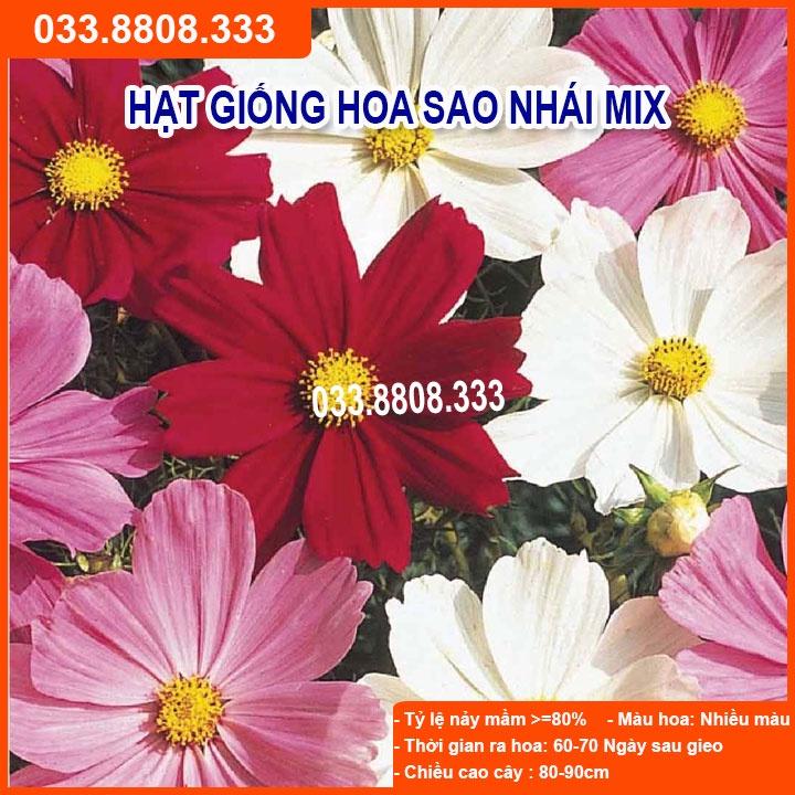 HẠT GIỐNG HOA SAO NHÁY MIX CỰC DỄ TRỒNG