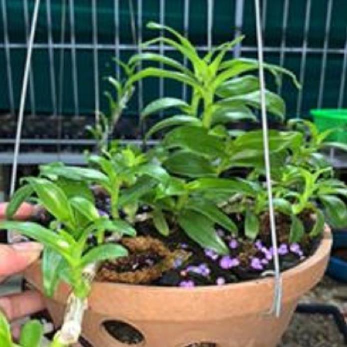 Sản Phẩm Hoa lan - 5CT mắt mờ hải dương