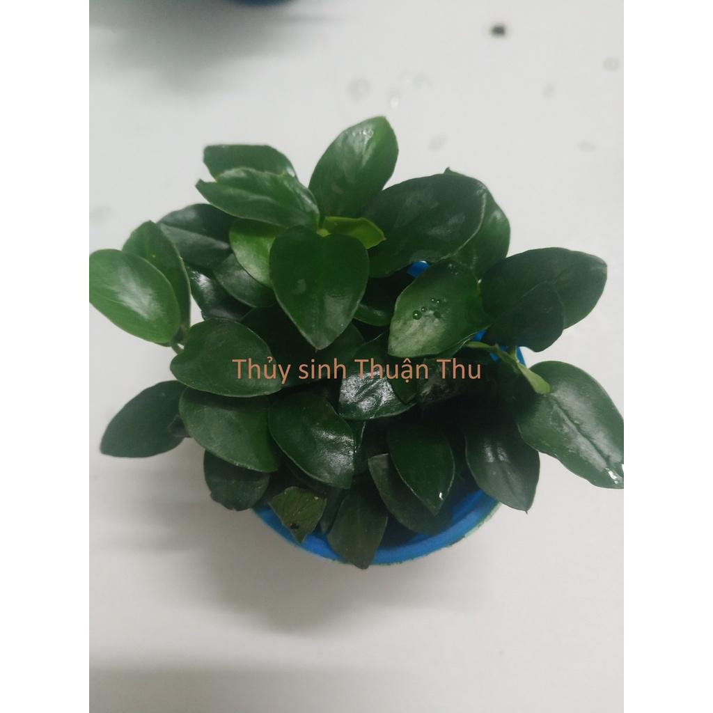 Cây thủy sinh Ráy Nana Petite Nhật (Anubias nana Japan)