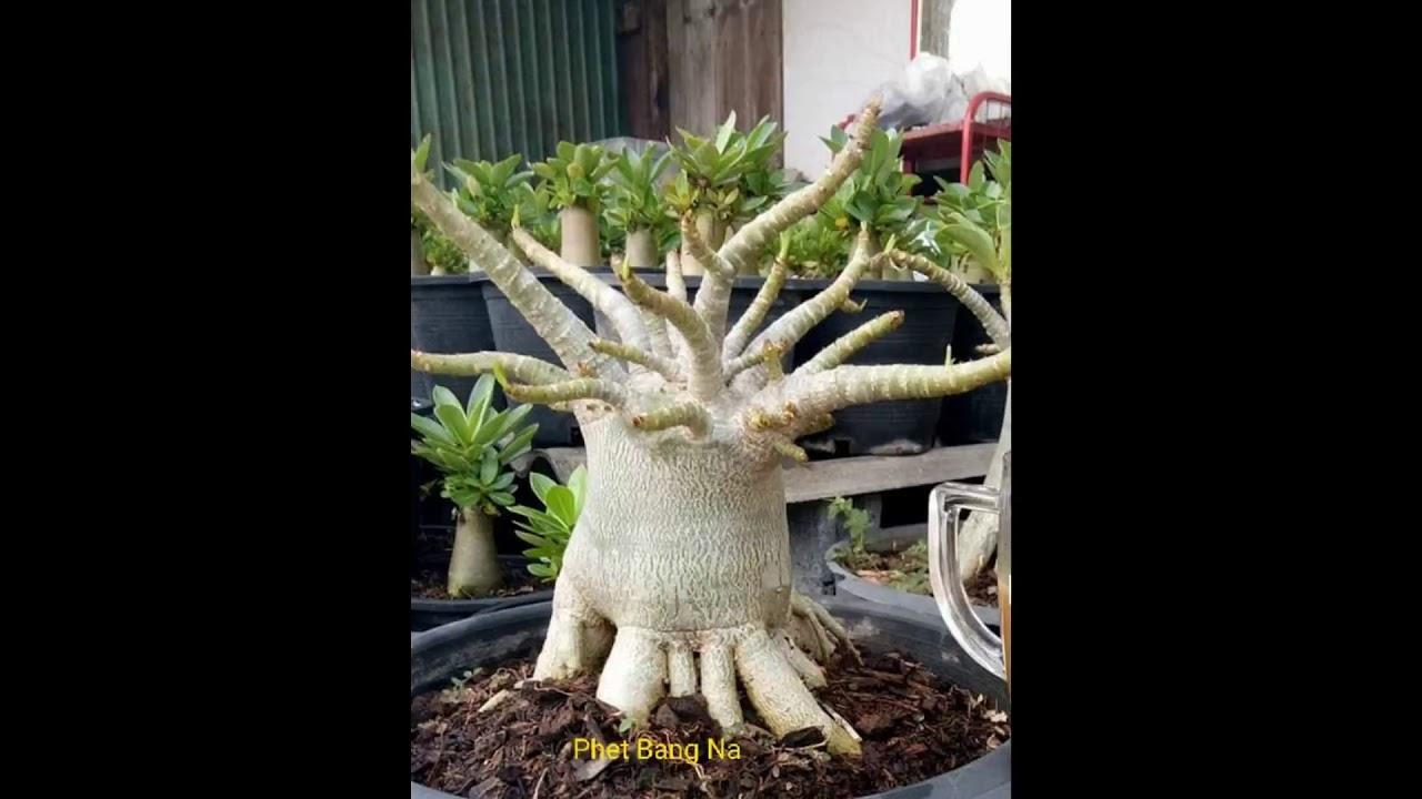 Cây sứ thái, cây sứ thái hình kim tự tháp, cây bầu lớn nhiều mặt hoa cam kết chất lượng