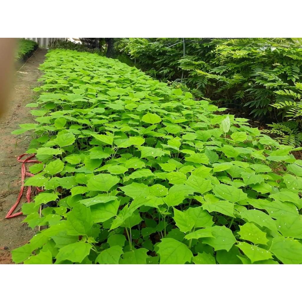 Cây giống lõi thọ
