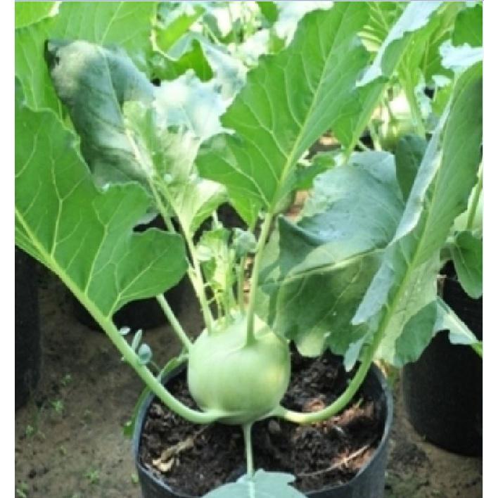 Combo 2 gói hạt giống su hào tím và 1 gói su hào xanh-gói 20 hạt/tặng kèm gói phân bón lót