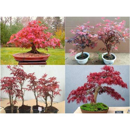 Hạt Giống Cây Phong Lá Đỏ -
