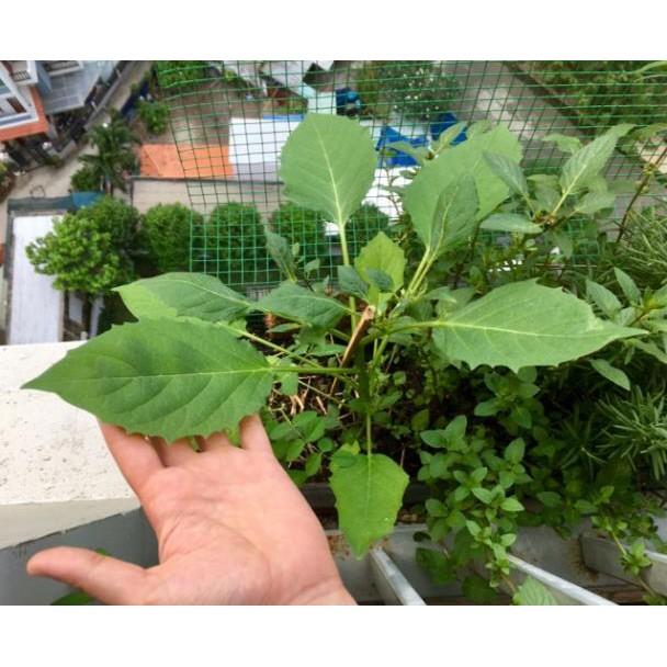 20 hạt giống Thù Lù, Tầm Bóp, Cà chua Lồng đèn