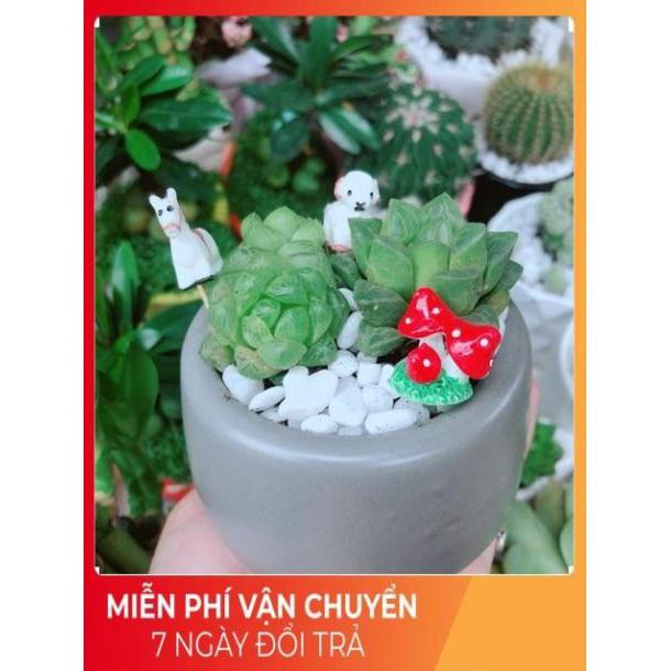 Chậu Sen Kim Cương