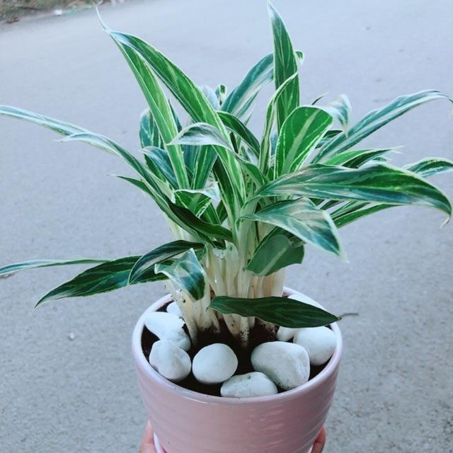 Chậu Cây Giữ Tiền