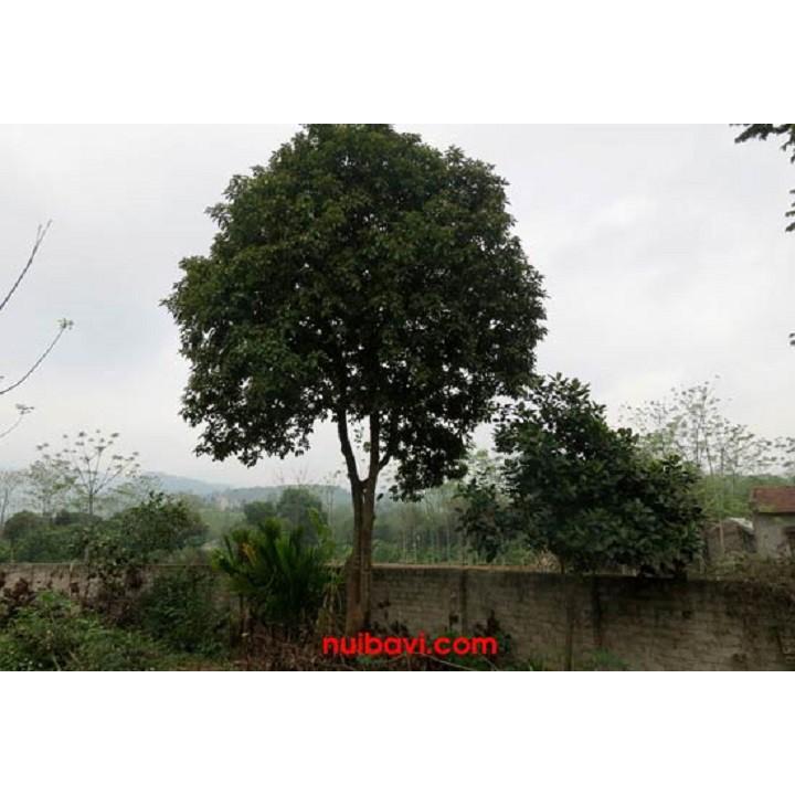 CÂY SANG Cây ĐẸP TỪ TÊN ĐẾN HÌNH DÁNG ĐẾN Ý NGHĨA