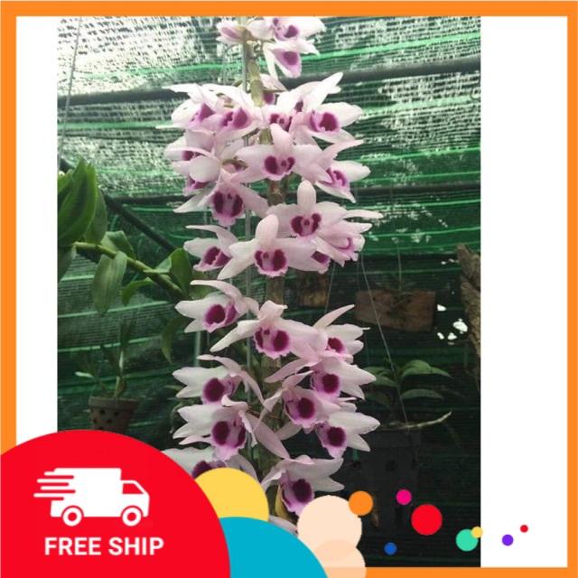 Hoa phong lan lộc bắc giống cam kết chất lượng sản phẩm mới