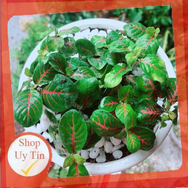 Chậu Cây Cẩm Nhung