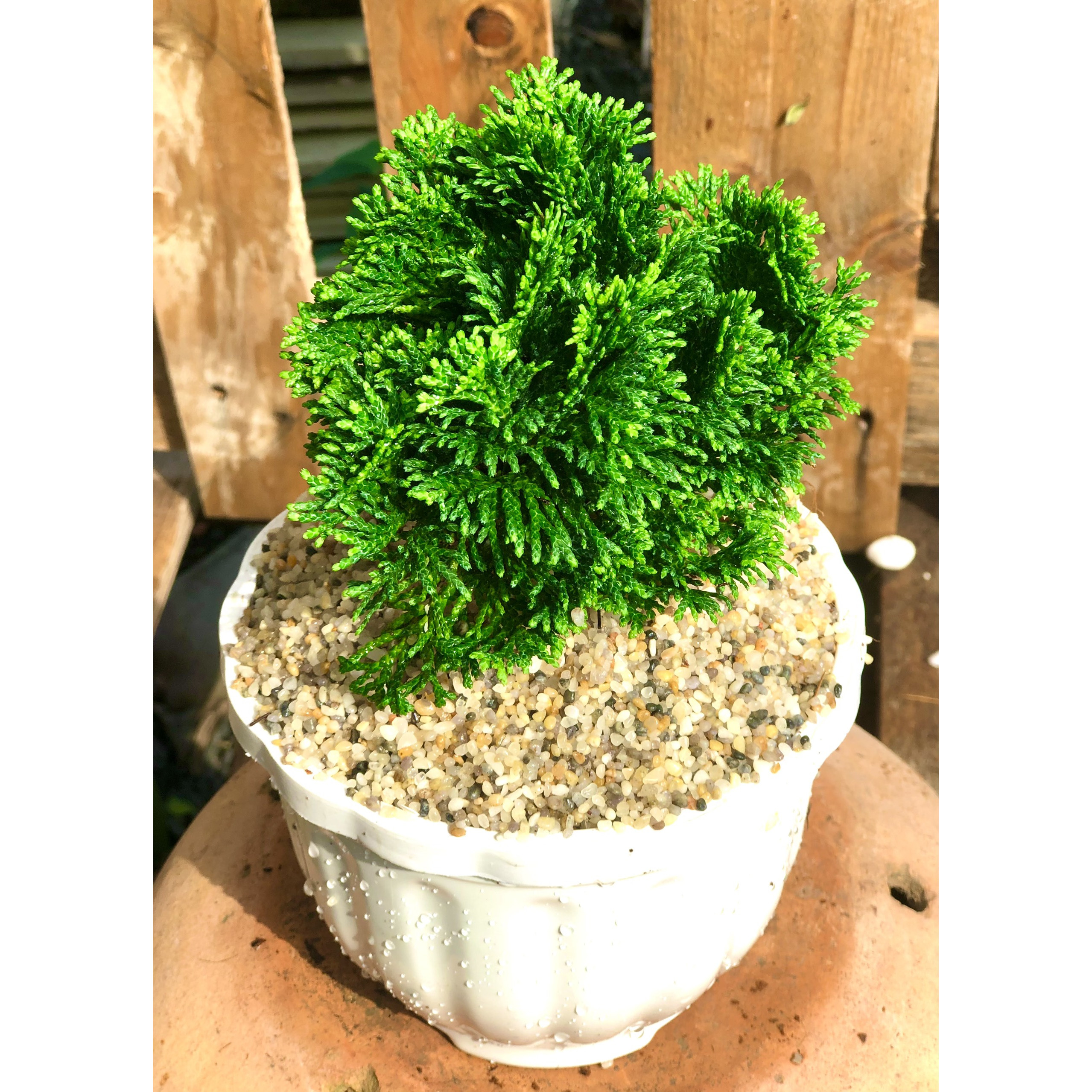 Chậu cây trắc xoắn