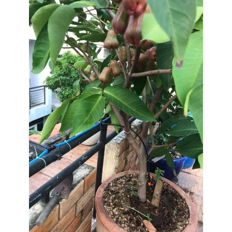 Cây Giống mận Đường Thái Lùn