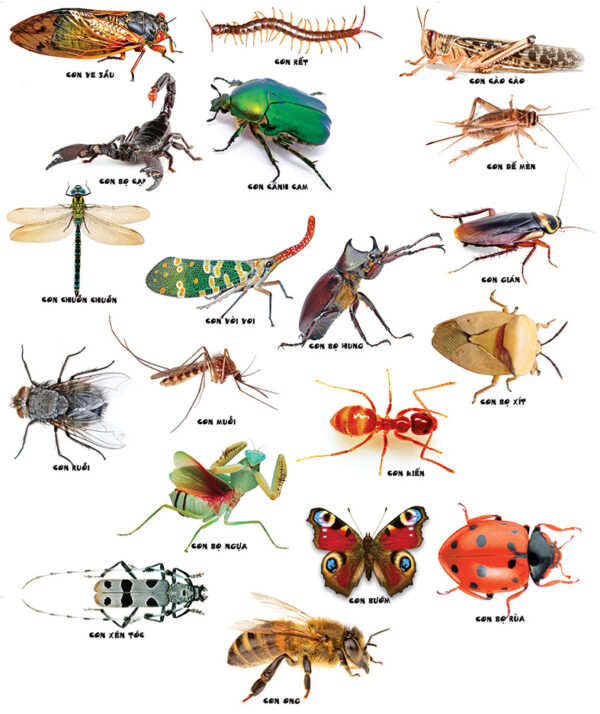 Thẻ học côn trùng Flashcards thông minh cho bé, giáo cụ mầm non