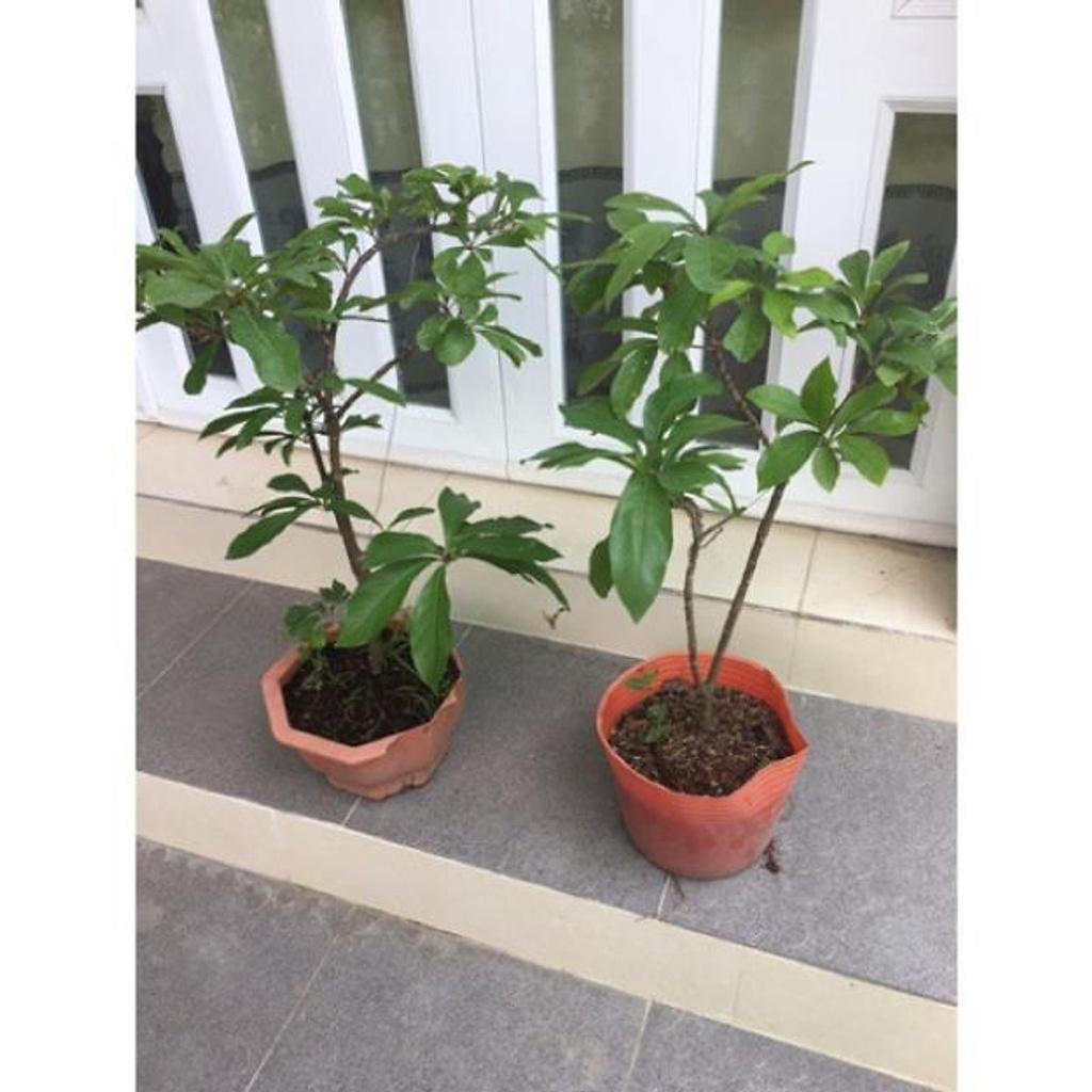 Cây lộc vừng giống lá nhỏ , cây đẹp, giống chuẩn