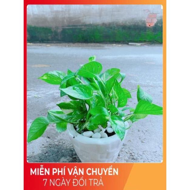 Chậu Trầu Bà Xanh