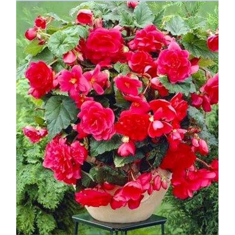 Hạt giống hoa thu hải đường kép mix màu 5 hạt/gói