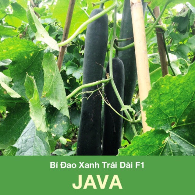 Hạt giống Bí đao xanh trái dài Java