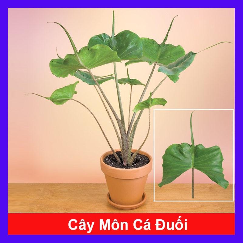 Cây Môn Cá Đuối Alocasia Stingray - Cây cảnh để trong nhà + Tặng phân bón cho cây