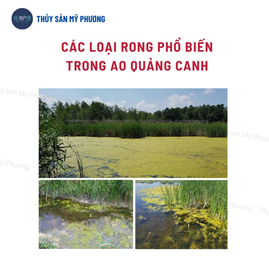 Men vi sinh nhập khẩu tẩy nhớt ao bạt cắt tảo diệt rong khí độc nấm Bzt Clear+ bể giống tôm thẻ cá lươn ếch ốc ba ba
