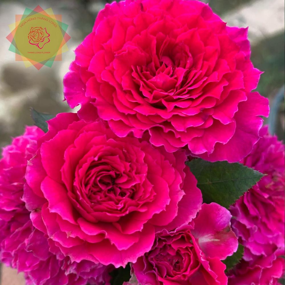 Cây hoa hồng ngoại Ramukan Nhật quyến rũ cực thơm - Hoa hồng Thăng Long Flower