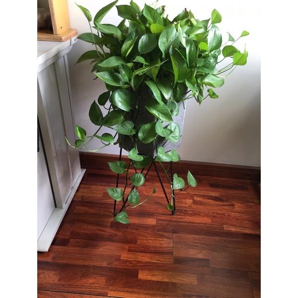 Chậu lục giác bằng đá tự nhiên trồng cây trong nhà KT C30x30x30
